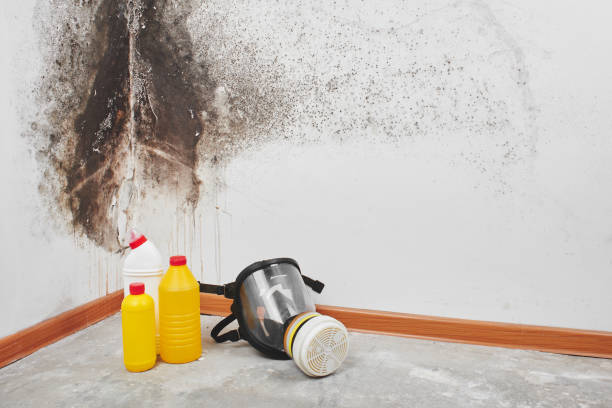 Best Attic Mold Removal  in Menomonee Falls, WI