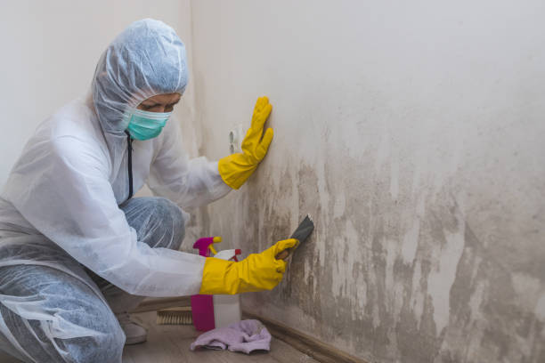 Best Toxic Mold Removal  in Menomonee Falls, WI