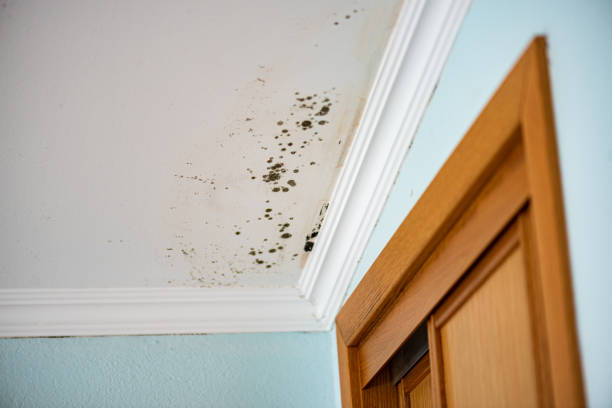 Professional Mold Removal in Menomonee Falls, WI