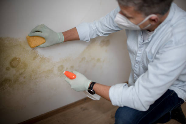 Best Mold Removal Company Near Me  in Menomonee Falls, WI