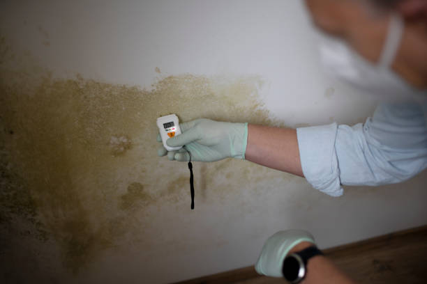 Best Residential Mold Removal  in Menomonee Falls, WI