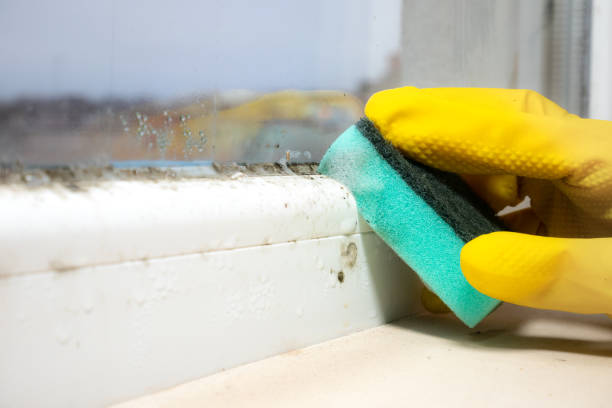 Best Black Mold Removal  in Menomonee Falls, WI