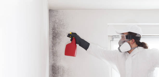 Best Best Mold Removal Companies  in Menomonee Falls, WI