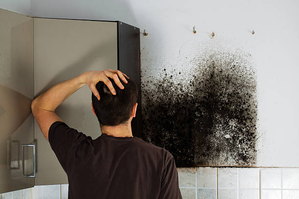 Best Commercial Mold Removal  in Menomonee Falls, WI