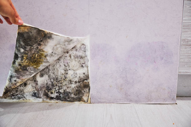 Best Local Mold Removal Service  in Menomonee Falls, WI
